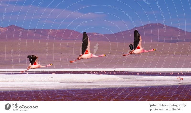 Flamingos flying over Laguna Colorada, Bolivia Style Vacation & Travel Tourism Mountain Group Nature Landscape Animal Park Volcano Lake Bird Flying Bright Wild