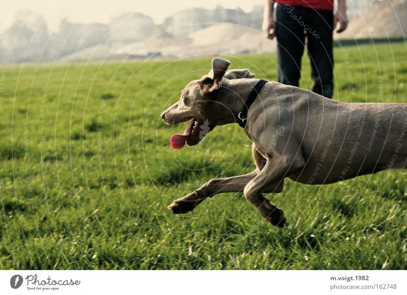 [DD|Apr|09] Running Dog Meadow Grass Speed Dynamics Walk the dog Beautiful weather Elapse Profile Summer Leisure and hobbies Joy master tia