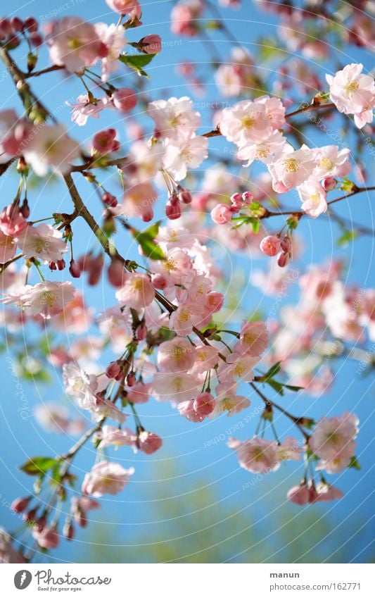 cherryblossom Spring Blossom Cherry Cherry tree Cherry tree wood Ornamental cherry Cherry blossom Warmth White Pink Blue Weather Branch Horticulture Landscape