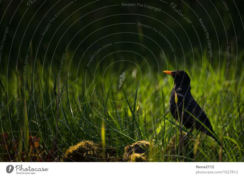 on the lookout... Environment Nature Animal Earth Summer Beautiful weather Grass Garden Park Meadow Field Forest Bird 1 Small Blackbird Songbirds Loneliness