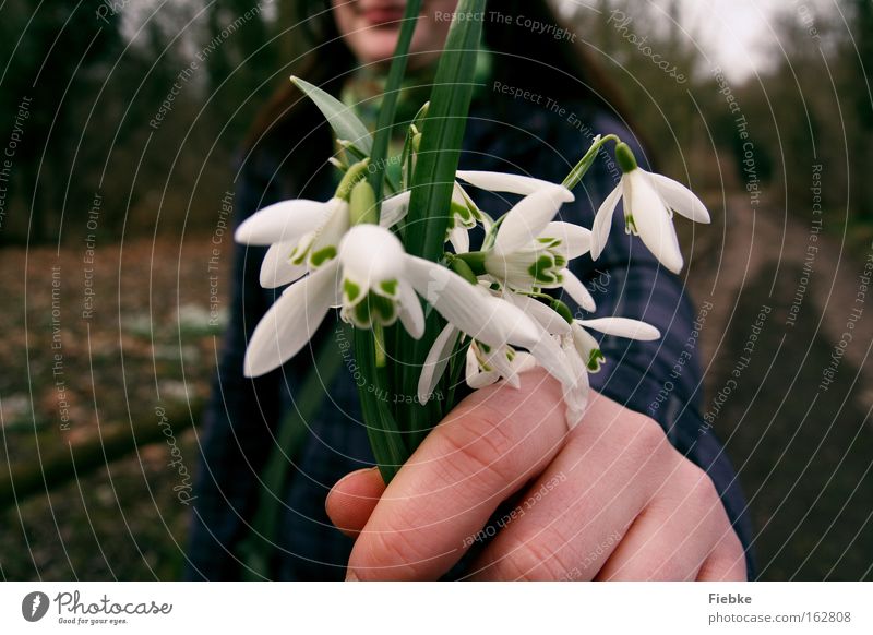 For you :) Snowdrop Spring Flower Gift Joy Thank you very much Apology Reconciliation Bouquet Plant Nature Green Woman Day Laughter Smiling Congratulations