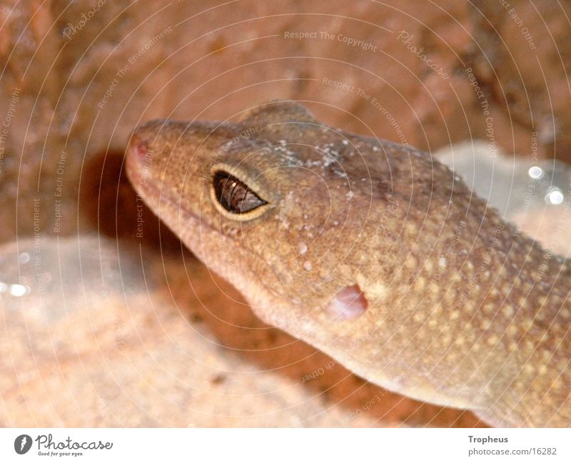 Cleo 2 Gecko Terrarium Silhouette Leopard gecko Climbing Profile Eyes