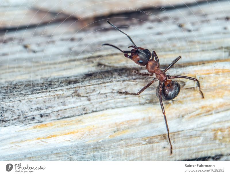 a red wood ant Nature Animal Spring Forest Wild animal "Ant Red Ant" Observe Walking Colour photo Exterior shot Close-up Macro (Extreme close-up)