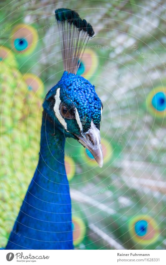 Portrait of a Blue Peacock Nature Park Animal "Peacock Asian peacock" 1 Looking Esthetic Beautiful Love of animals Purity "Portrait Animal Portrait"