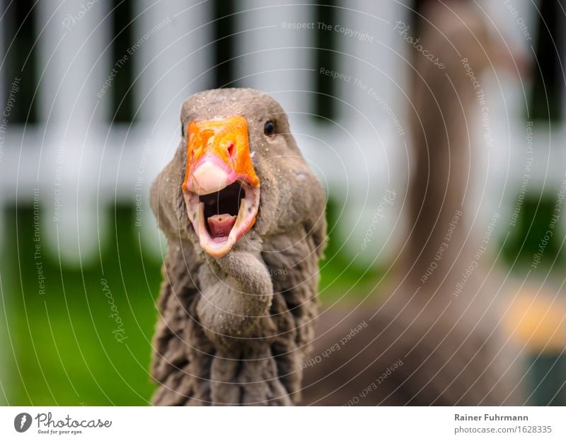 a Toulouser goose chattering Spring Garden Animal Pet Farm animal "Goose Toulouser Goose" Love of animals Colour photo Exterior shot Day Animal portrait