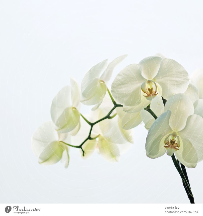 Sensation White Orchid Flower Plant Nature Living or residing Blossom Exotic Stalk Beautiful Noble Macro (Extreme close-up) Background picture Close-up
