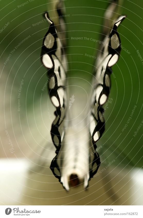\./ Animal Butterfly Wing 1 Esthetic Black White Beautiful Insect Delicate Fragile Portrait format Colour photo Close-up Detail Macro (Extreme close-up) Pattern