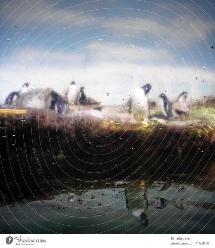 POLARizing Zoo Animal Water Penguin Glass Sadness Window Captured Looking Visit Stand Nature Replication Placed Artificial Habitat Culture Bird Winter