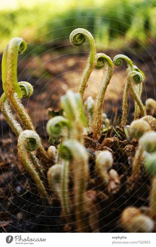 squid grass Colour photo Exterior shot Macro (Extreme close-up) Deserted Day Environment Nature Plant Earth Spring Summer Grass Fresh Many Wild Green Agreed