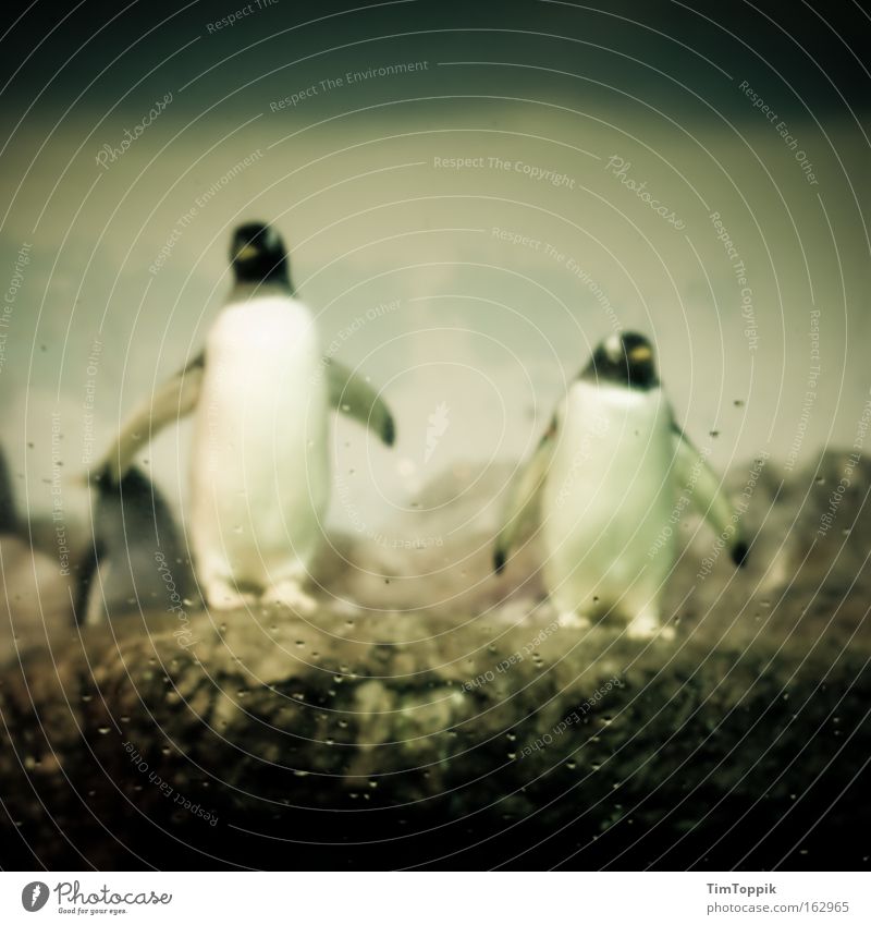 Check complete Penguin Zoo Berlin zoo Emperor penguins Search Team Animal Fin Mammal Antarctica look round