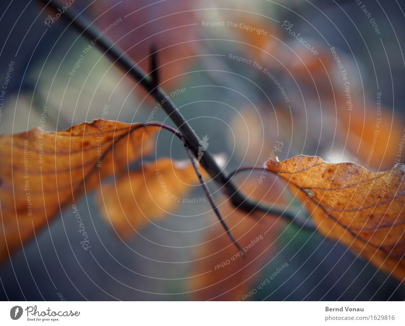 branch Environment Nature Plant Tree Beautiful Brown Blue Green Leaf Branch Twig Autumn Blur Death Colour photo Exterior shot Close-up Deserted Day Sunlight