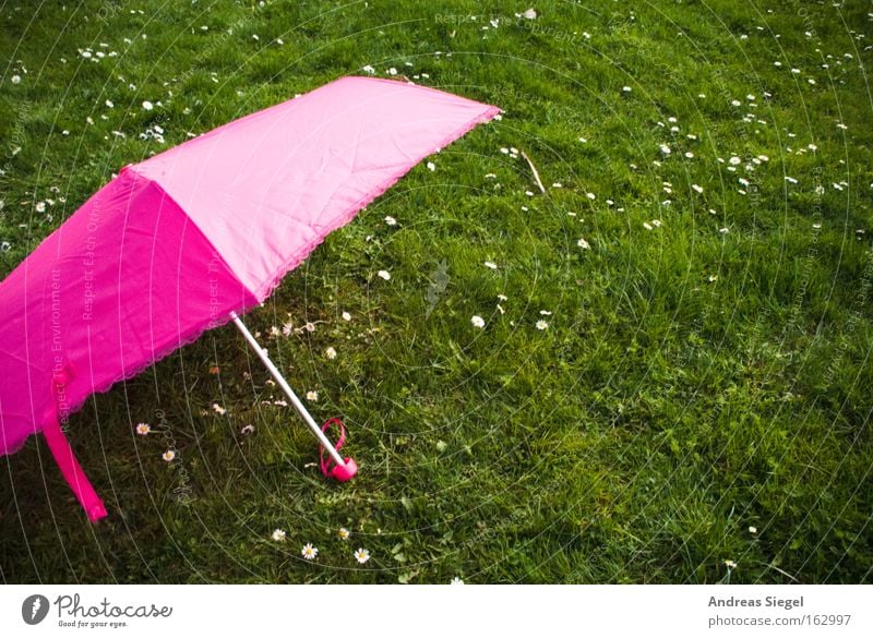 Pink on green. Umbrella Sunshade Meadow Grass Green Summer Spring Ease Daisy Joy Leisure and hobbies