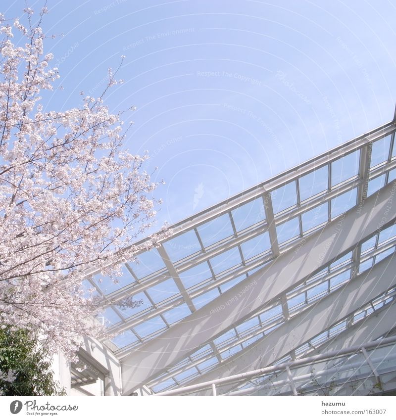 cherry blossoms #1 Cherry blossom Japan Blue Spring Pink Sky sakura Ein Kirschenbaum In Frühling