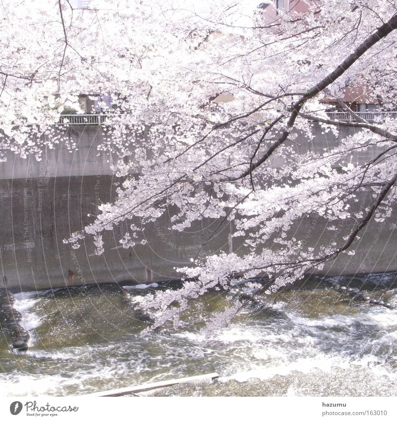 cherry blossoms #3 River Spring Cherry blossom Japan White Pink Tokyo Brook In Frühling