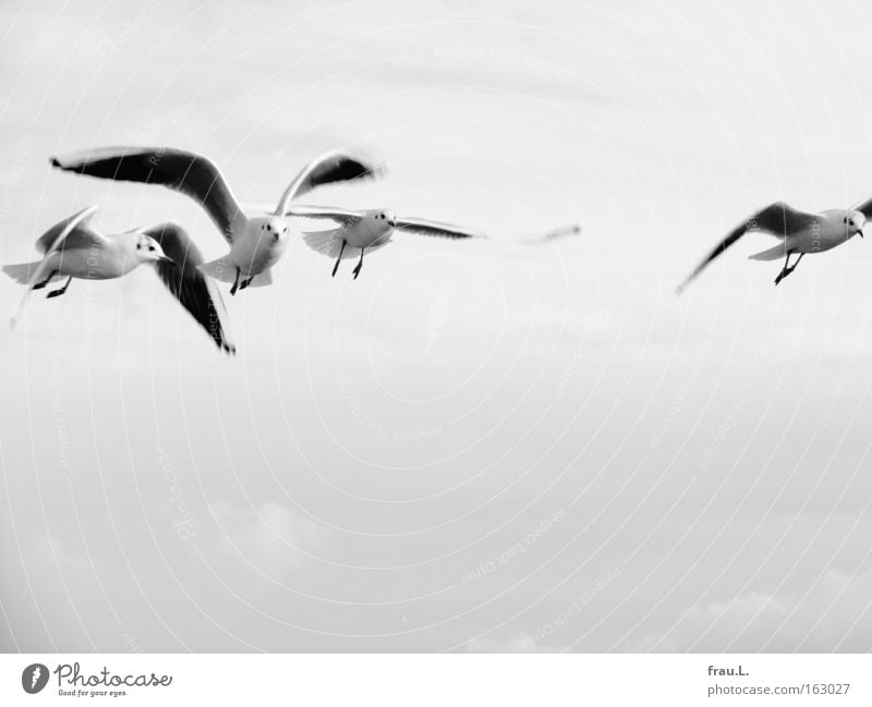 in line Black & white photo Exterior shot Copy Space bottom Day Motion blur Central perspective Looking Vacation & Travel Ocean Animal Sky Baltic Sea Bird Wing