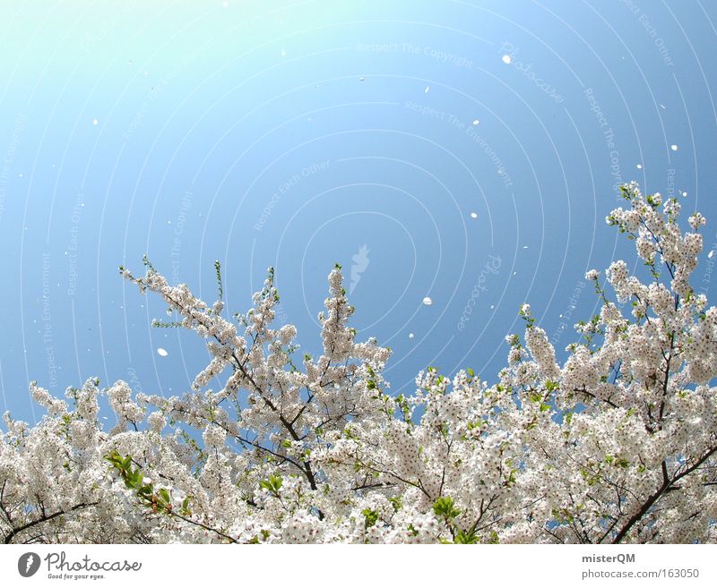 When cherries dance. Cherry Cherry blossom Blossoming Nature Trip Spring Japan Japanese Sky Blue Flying Aviation Vacation & Travel Travel photography Wind Air