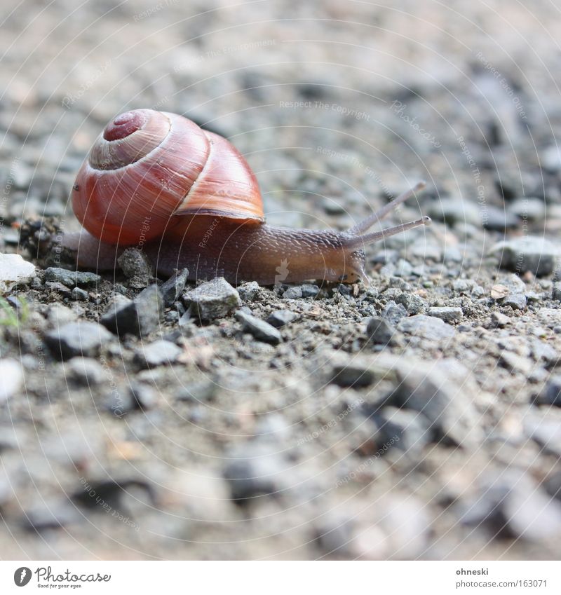 Ruhrpott snail Snail Snail shell Crawl Mollusk Slowly Stone Asphalt Feeler Smoothness Effort Racing sports Running sports Feeble lame