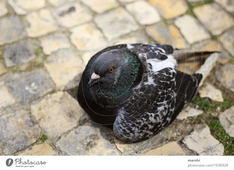 dove Animal Wild animal 1 Moody Pigeon Bird Wound Dove gray Gray Wing Colour photo Exterior shot Close-up Detail Day Animal portrait