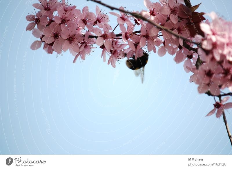 Natural fertilization Spring Blossom Blossoming Tree Branch Bumble bee Nectar Buzz Sky Azure blue Blue Pink