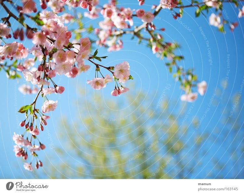 sunny prospects Spring Blossom Cherry Cherry tree Ornamental cherry Cherry blossom Warmth Warm-heartedness White Pink Blue Weather Branch Horticulture
