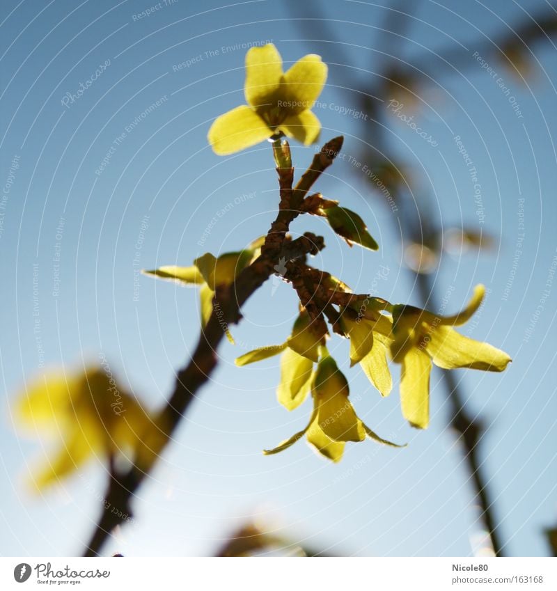 gold bell Nature Spring Blossom Yellow Gold Forsythia Twig Spring flowering plant ornamental shrub yellow blossoms focus gradient Colour photo Close-up