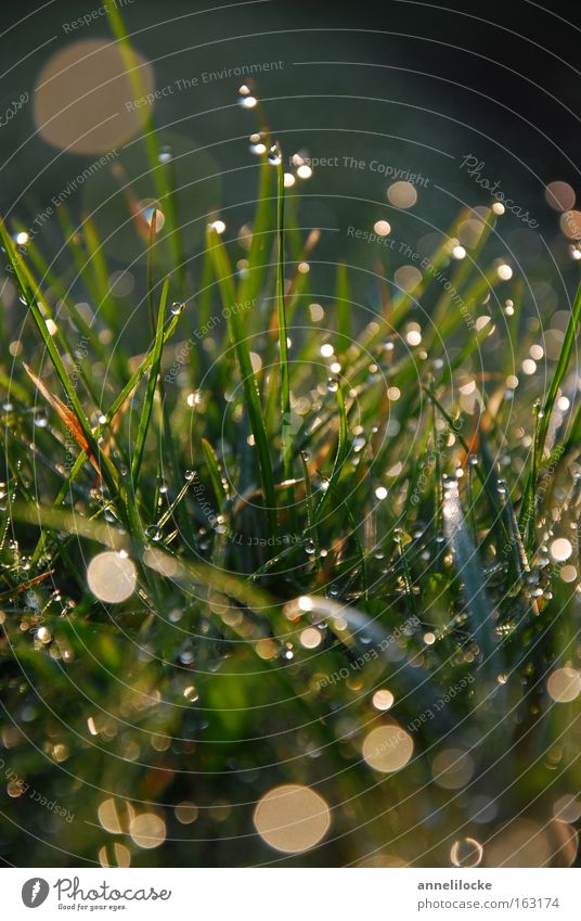 Dew drops glisten in the light of the low morning sun - a Royalty Free ...