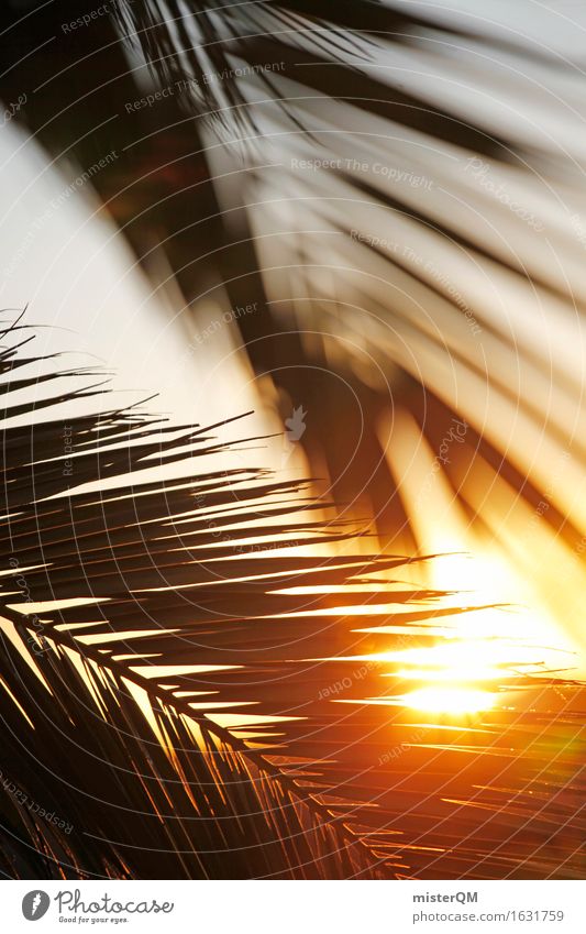 In the morning in paradise Nature Concentrate Power Sun Sunrise Paradise Paradisical Palm tree Palm frond Palm leaf wallpaper Sunbeam Hot Fuerteventura Idyll