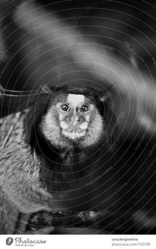bi-ba-tufted monkey Zoo Animal Pelt Dark Monkeys Young monkey Apes Brazil Captured Eyes Nose Ear Mammal Black & white photo