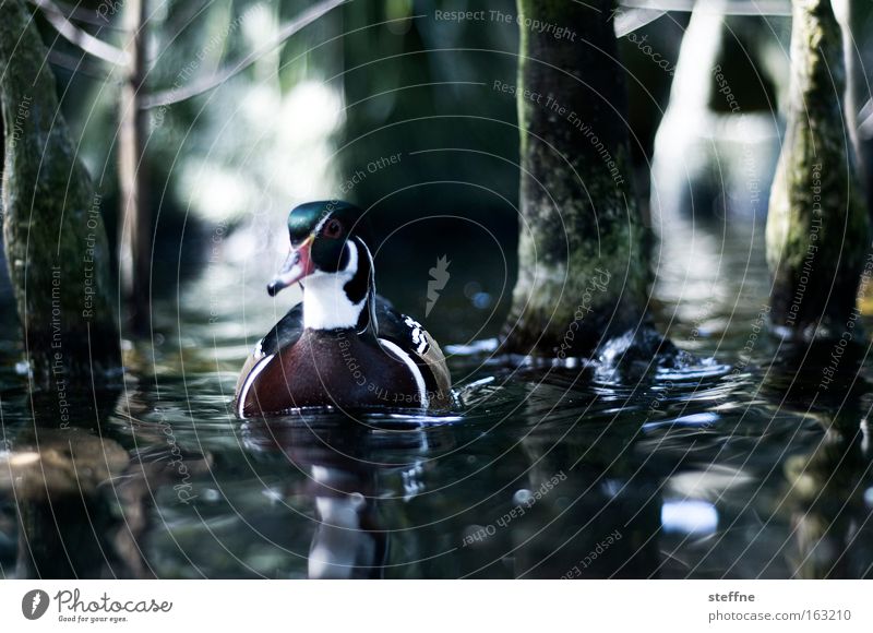DUCK SEASON Duck Drake Mallard Water Bird Mangrove Coast Lakeside River bank Tree Brook Float in the water Swimming & Bathing