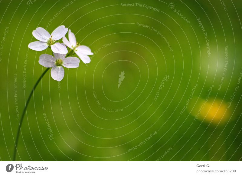 born to be mild Flower Blossom Meadow flower Green Delicate Fine Spring Point of light Decent Stalk Beautiful background blur lilac