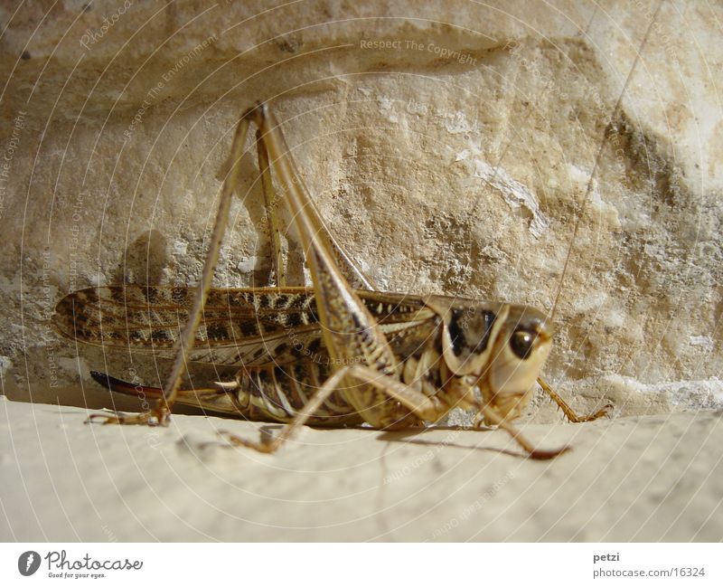 What's he sitting there for? Wall (barrier) Feeler Crawl Hop Summer Stone Rock grasshopper Eyes Legs