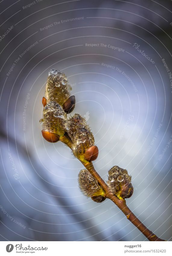 Spring can come Environment Nature Plant Water Drops of water Winter Rain Snow Tree Wild plant Willow-tree Garden Park Forest Esthetic Dark Simple Fresh