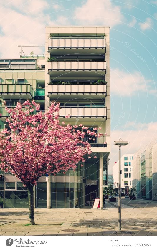 city bloomer Living or residing Flat (apartment) House (Residential Structure) Environment Spring Tree Blossom Town Downtown Building Architecture Facade