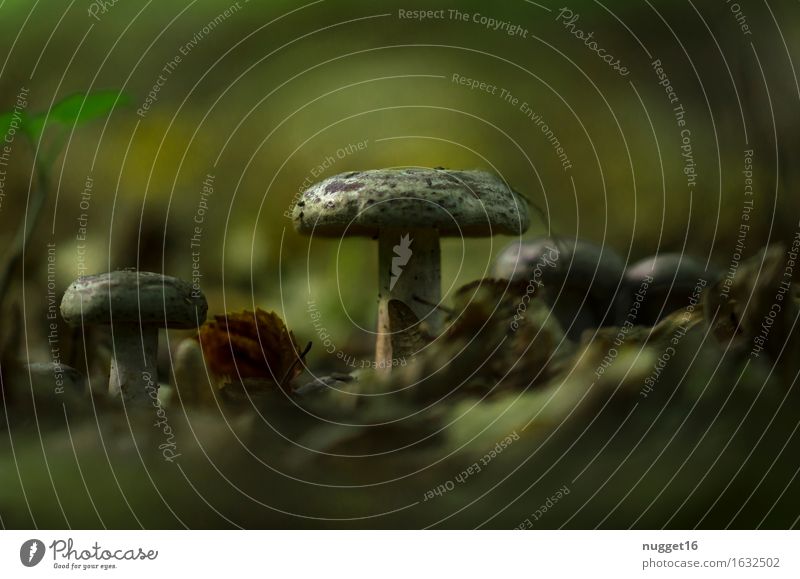 autumn Environment Nature Plant Earth Autumn Mushroom Forest Dark Delicious Near Natural Brown Green Colour photo Exterior shot Close-up Copy Space top
