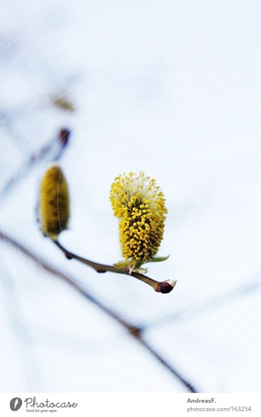 Pollen alarm!! Willow tree Willow-tree Catkin Bud Leaf bud Spring Blossom Twig Branch allergy hay fever tree blossom spring branch