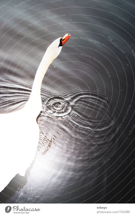 swan lake Swimming & Bathing Summer Sun Waves Water Drops of water Lake Bird Swan White Bubble Overexposure Float in the water Reflection