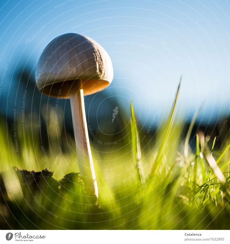 Mushroom in evening light II Environment Nature Plant Sky Autumn Grass Meadow Illuminate Faded To dry up Growth Esthetic Glittering pretty Soft Blue Brown Gold