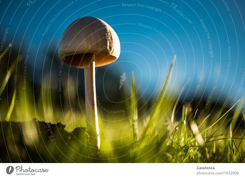 Mushroom In Evening Light Environment Nature Plant Sky Autumn Beautiful weather Grass Meadow Illuminate Faded To dry up Growth Esthetic Glittering pretty Soft