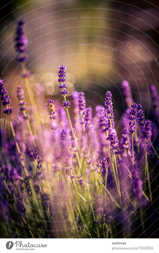 Light-LAVENDEL Herbs and spices Elegant Style Nature Plant Earth Spring Beautiful weather Bushes Blossom Wild plant Lavender Flower stem Flowering plant Garden