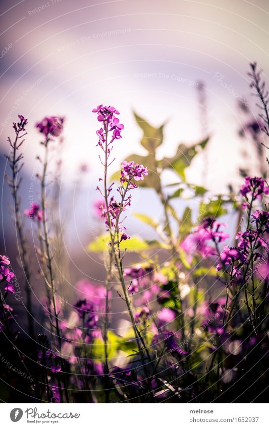 AT THE TOP OF THE STAIRS. Elegant Style Nature Plant Sun Summer Beautiful weather Flower Grass Bushes Leaf Blossom Foliage plant Wild plant Flowering plant