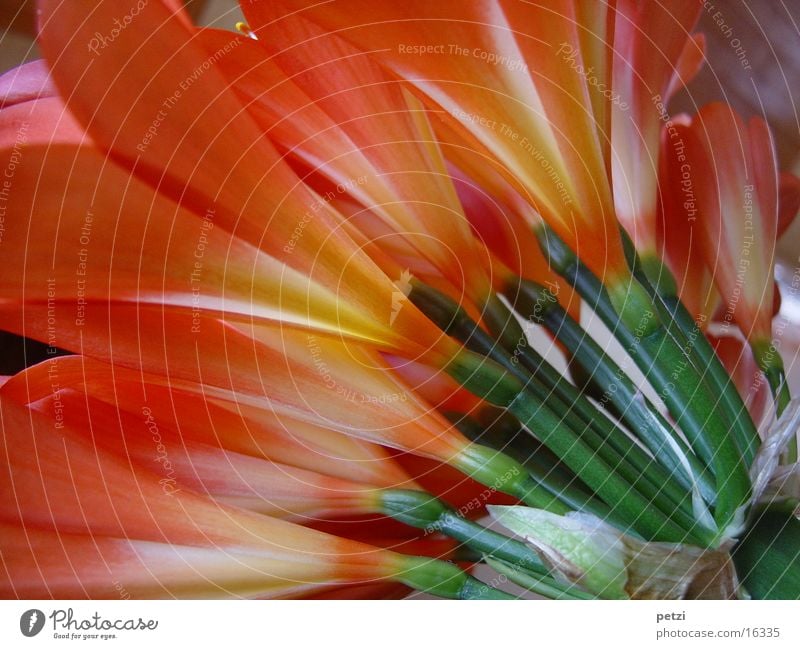 Clivia in full bloom II Bush lily Flower Stalk Green Yellow Shaft of light Blossom flower base Orange many blossoms