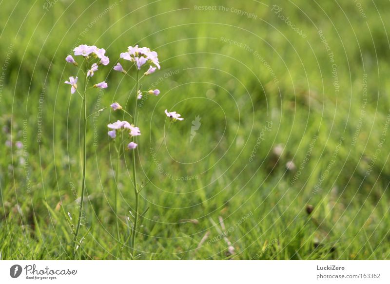 Family outing to the countryside Flower Meadow Green Pink Delicate Spring Fresh Beautiful weather Summer Blossom Grass Ladys smock Plant Nature Blur