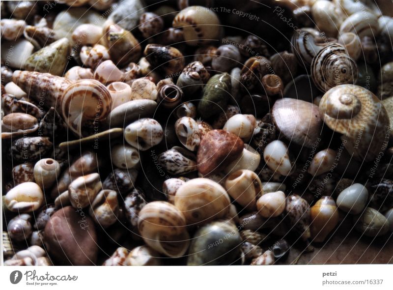 Mussels & Stones Snail Rotated Spiral Pattern displaced shapes speckled