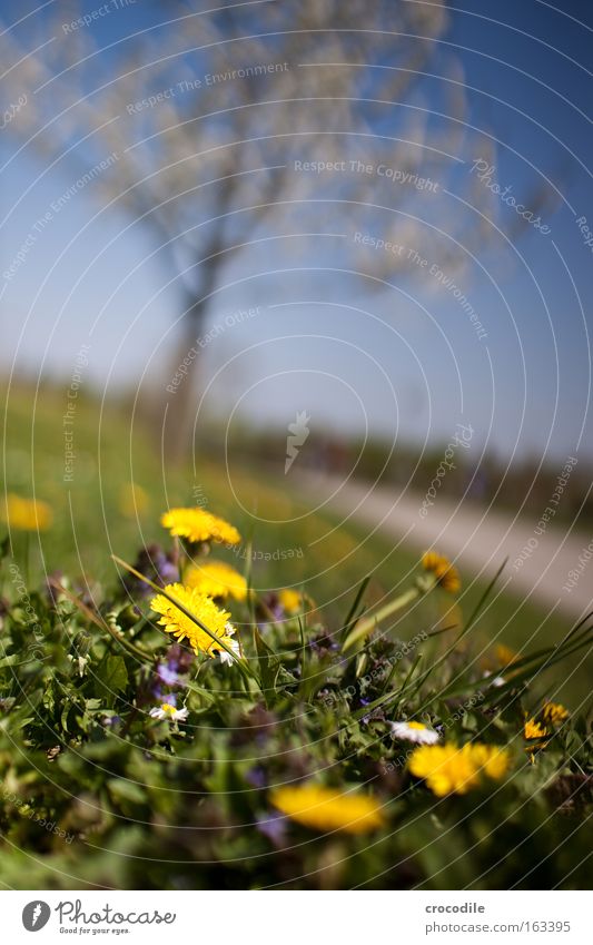 dandelion Dandelion Flower Spring Beautiful Blossoming Apple tree Blur Yellow Meadow Pollen Tree Lanes & trails Street Macro (Extreme close-up) Close-up