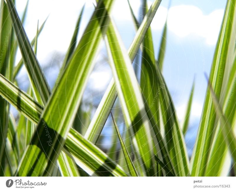 striped grass Grass Line Dark Green White stiffeners Bright Sky Blur