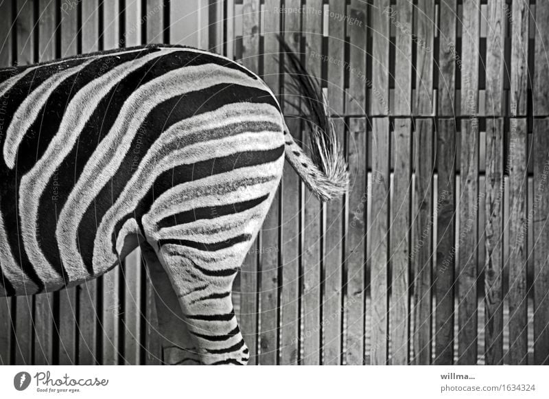 Half a zebra on patrol Zebra Wild animal Zoo Black White Striped crypsis Camouflage Hip & trendy somatolysis Adjustment Hind quarters Wooden fence