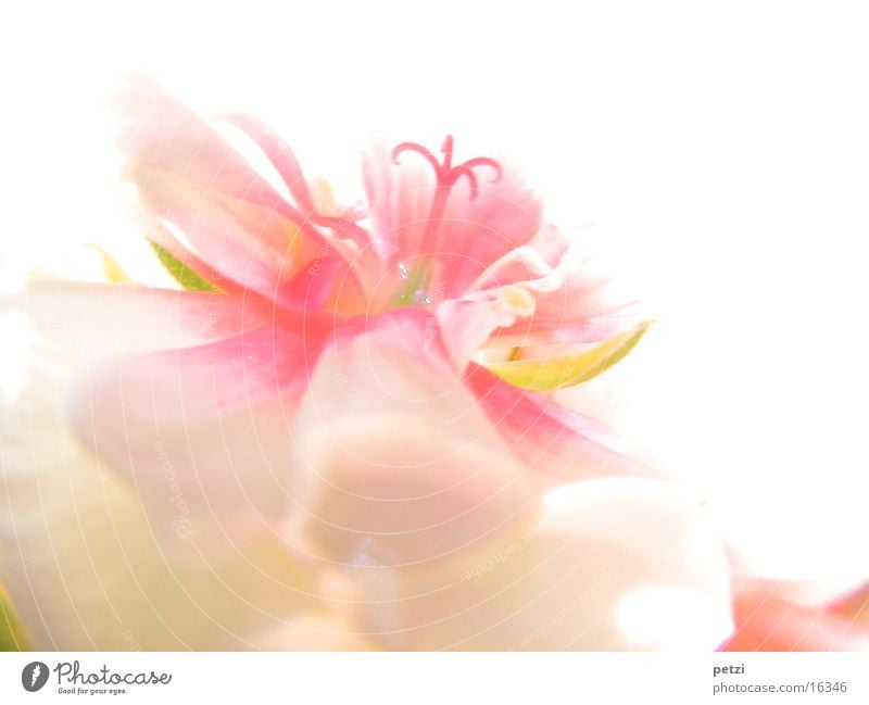 Delicate blossom Blossom Pink White Fine Shaft of light petals Middle yellowish-green Colour photo Multicoloured Exterior shot Macro (Extreme close-up)