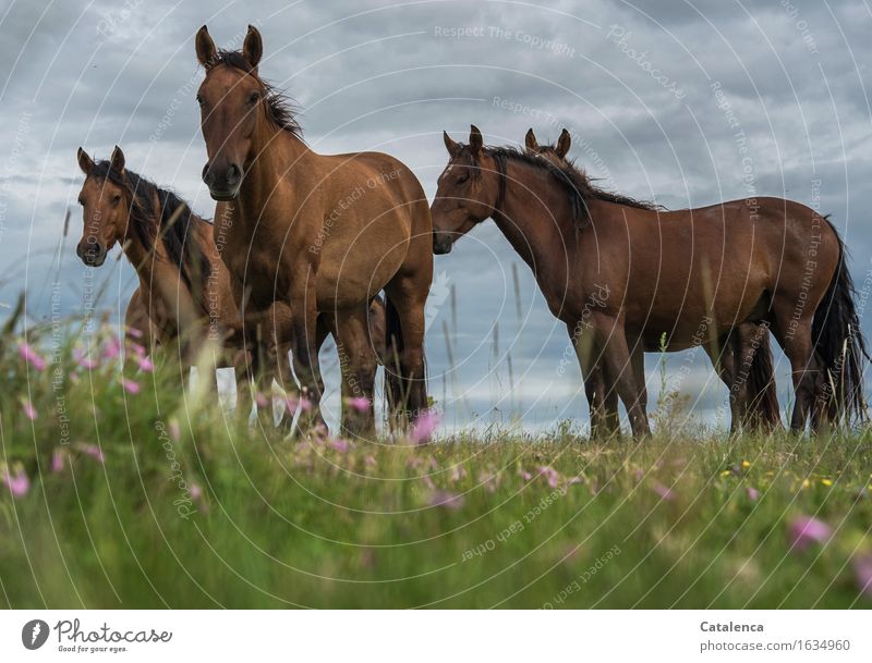 Horses from the frog perspective Nature Plant Animal Storm clouds Bad weather Grass colourful flowers Meadow Steppe Farm animal 4 Group of animals Observe