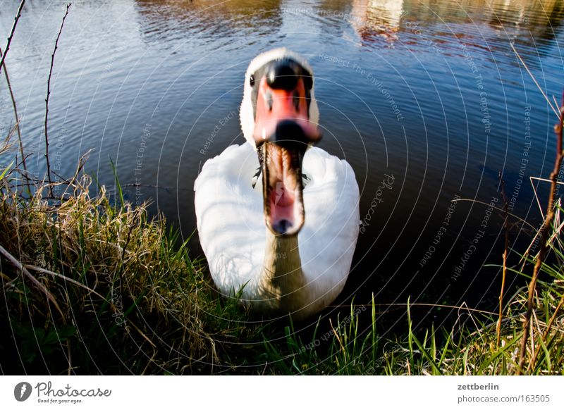 swan Colour photo Exterior shot Deserted Copy Space left Copy Space right Day Motion blur Animal portrait Looking Vacation & Travel Adventure Summer Nature