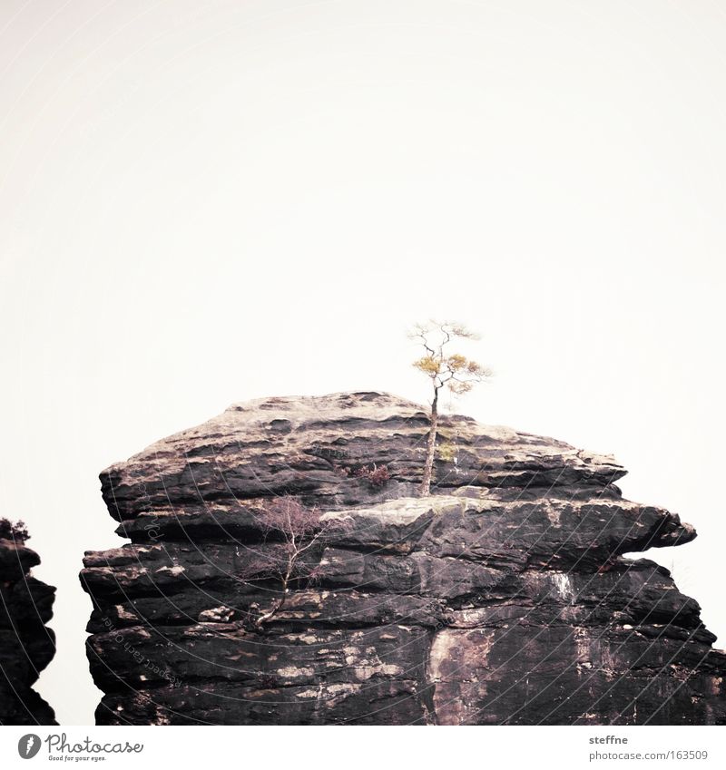 big in japan Subdued colour Exterior shot Deserted Copy Space top Isolated Image Day Central perspective Nature Landscape Cloudless sky Tree Bonsar Rock